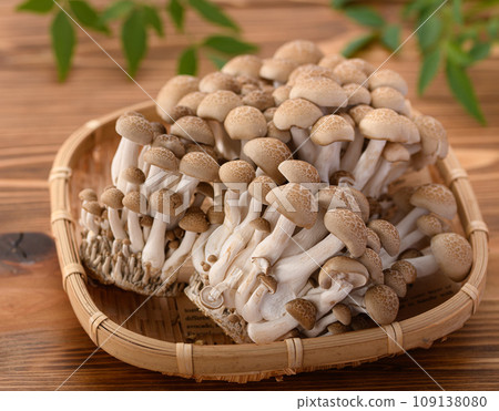 Shimeji (bush-shimeji) wood grain background 109138080