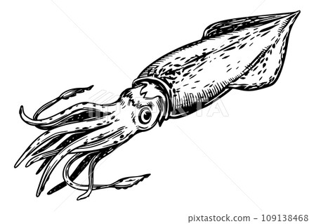 Sketch of squid. Hand-drawn calamari. Restaurant design. Vector illustration on white background with fresh organic seafood. Sketch of squid. Hand-drawn calamari. Restaurant design. Vector illustration on white background with fresh organic seafood. 109138468
