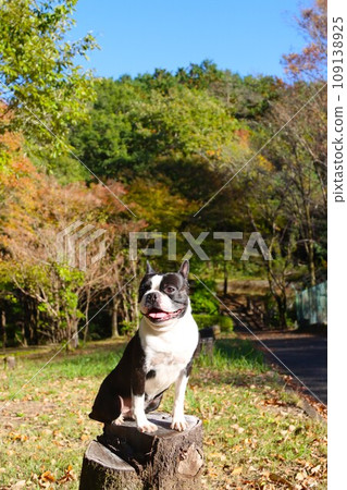 Mighty, a Boston terrier with a happy smile riding on a stump on the promenade in Moroyama Town ♡ Mighty, a Boston terrier with a happy smile riding on a stump on the promenade in Moroyama Town ♡ 109138925