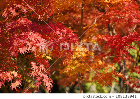 Eight things: Beautiful autumn leaves at Koshoji Temple 2023 Eight things: Beautiful autumn leaves at Koshoji Temple 2023 109138941