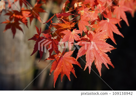 Eight things: Beautiful autumn leaves at Koshoji Temple 2023 Eight things: Beautiful autumn leaves at Koshoji Temple 2023 109138942