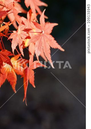 Eight things: Beautiful autumn leaves at Koshoji Temple 2023 109138943