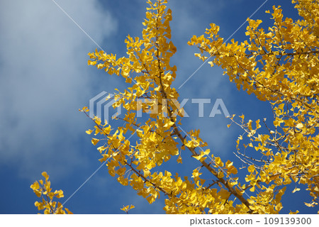 Ginkgo billy in the blue sky 109139300