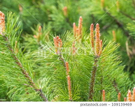 Green small pine trees with fresh shoots in spring or summer Green small pine trees with fresh shoots in spring or summer 109139469