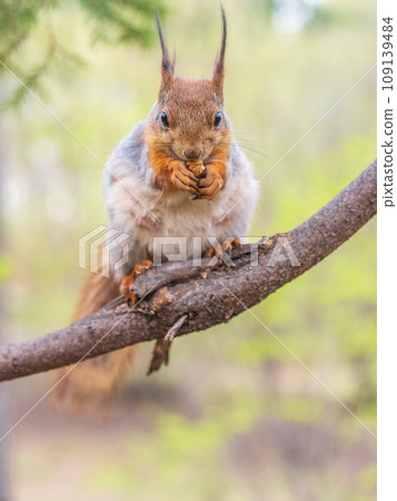 The squirrel with nut sits on a branches in the spring or summer. 109139484