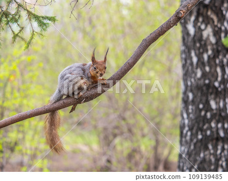 The squirrel with nut sits on a branches in the spring or summer. The squirrel with nut sits on a branches in the spring or summer. 109139485