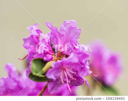 Pink flowers of Siberian rhododendron copy space. Rhododendron dauricum. Spring flowering of Altai rhododendron. Pink flowers of Siberian rhododendron copy space. Rhododendron dauricum. Spring flowering of Altai rhododendron. 109139491
