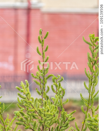 Nature awakes in spring. Blooming willow twigs and furry willow-catkins, so called seals or cats. Holly willow, Salix caprea, is a national symbol of Ukraine. Nature awakes in spring. Blooming willow twigs and furry willow-catkins, so called seals or cats. Holly willow, Salix caprea, is a national symbol of Ukraine. 109139506
