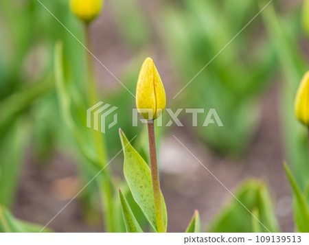 Colorful yellow tulips blossom in spring garden 109139513