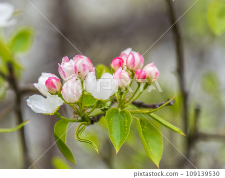 Fresh pink flowers of a blossoming apple tree with blured background Fresh pink flowers of a blossoming apple tree with blured background 109139530