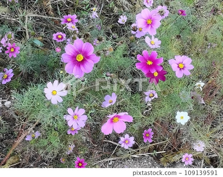 路邊田野盛開的粉紅色波斯菊 109139591