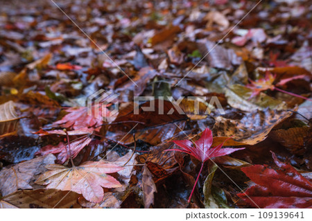Autumn leaves that fell to the ground Autumn leaves that fell to the ground 109139641