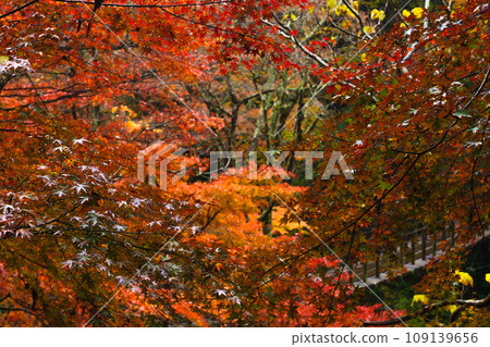 Autumn leaves in Hanaine Canyon 109139656