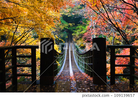Autumn leaves at Hananuki Valley and Shiomi Falls Suspension Bridge 109139657