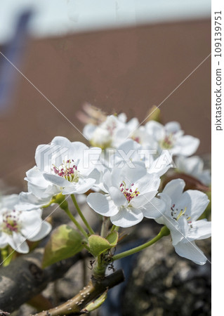 20世紀的四甲館梨花盛開 109139751