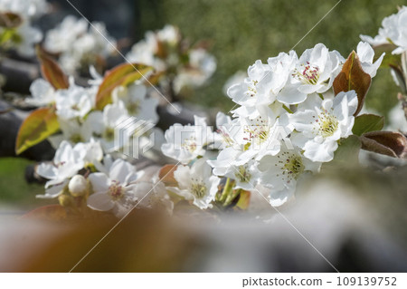 20th Century Pear Blossoms Blooming at Shikkokan 109139752