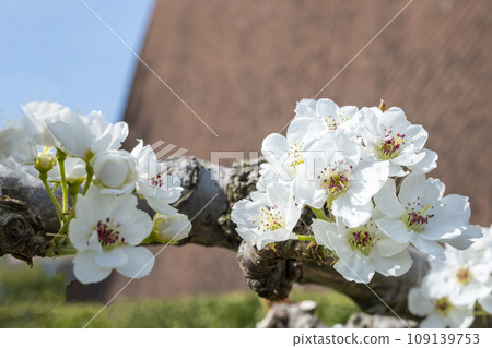 20th Century Pear Blossoms Blooming at Shikkokan 109139753