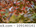 小菅東體育公園的秋天楓葉 109140141