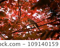 秋葉中的鵯 小菅東運動公園 109140159