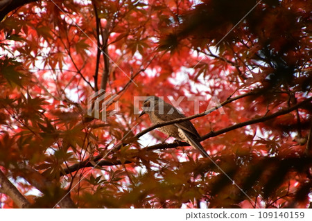 秋葉中的鵯 小菅東運動公園 109140159