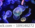 Sumida水族館水母 109140272