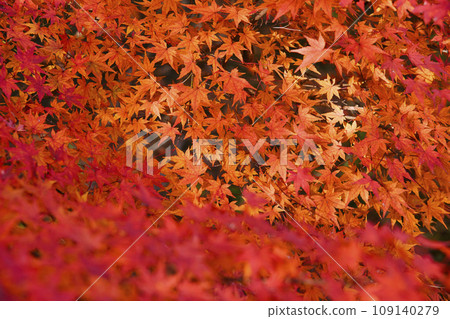 Swirling autumn leaves at Sugimura Park, Hashimoto City, Wakayama Prefecture Swirling autumn leaves at Sugimura Park, Hashimoto City, Wakayama Prefecture 109140279