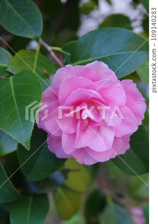 Camellia blooms brightly in the season of waiting for spring and is resistant to both cold and heat 1 109140283