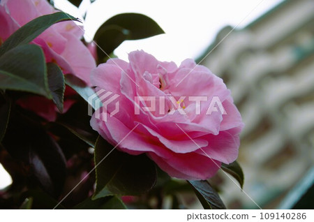 Camellia blooms brightly in the season of waiting for spring and is resistant to both cold and heat 3 Camellia blooms brightly in the season of waiting for spring and is resistant to both cold and heat 3 109140286