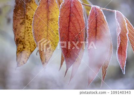 紅葉和霜（蒜山高原） 109140343