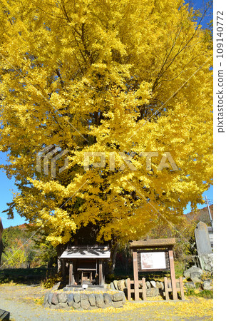 埼玉縣南町國上，國的大銀杏樹在深秋時節變色 109140772