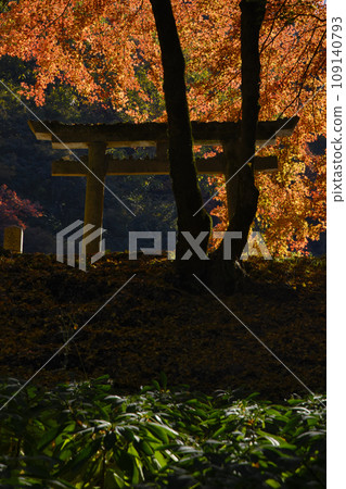 大阪府河內長野市圓明寺紅葉山的秋葉 大阪府河內長野市圓明寺紅葉山的秋葉 109140793