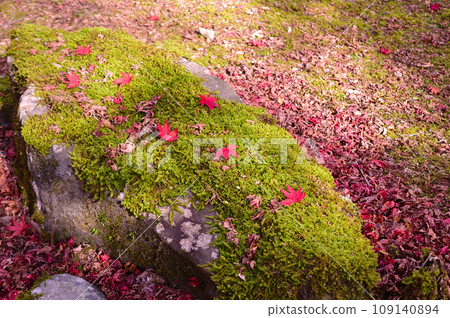 伊豆甘城的秋葉 伊豆甘城的秋葉 109140894