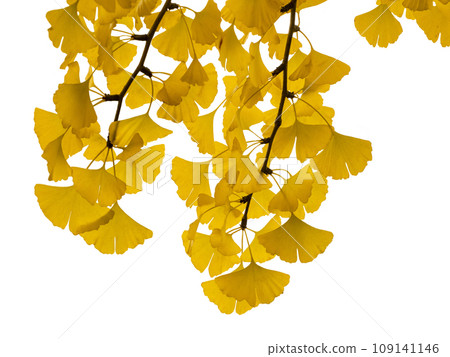 Leaves of ginkgo biloba colored yellow Leaves of ginkgo biloba colored yellow 109141146