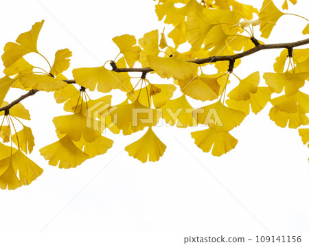 Leaves of ginkgo biloba colored yellow Leaves of ginkgo biloba colored yellow 109141156