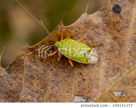 橡樹葉上的克努吉臭蟲 109141157