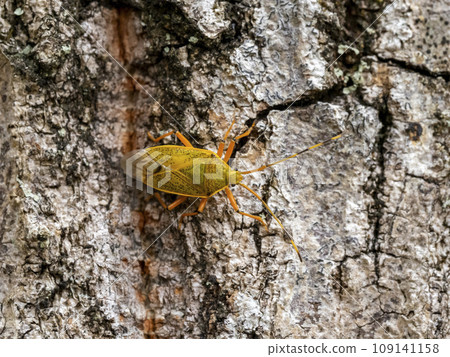 Knugi 樹上的 Knugi 臭蟲 109141158