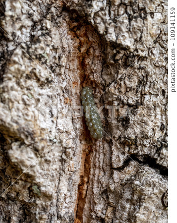 克努吉臭蟲卵產在克努吉樹上 109141159