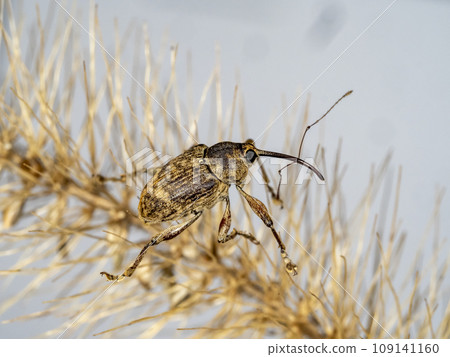 綠色狐尾草上的象鼻蟲 綠色狐尾草上的象鼻蟲 109141160