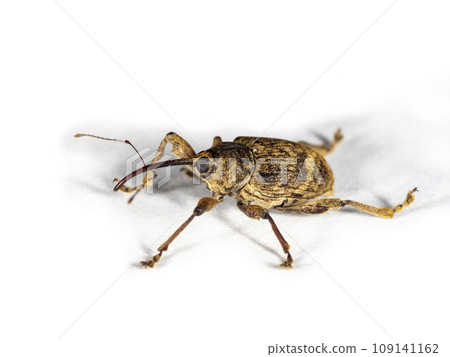 白色背景上的象鼻蟲 109141162