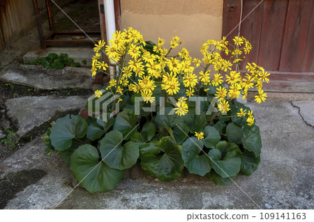 Yellow flowers of Aspergillus japonica blooming in front of a private house 109141163