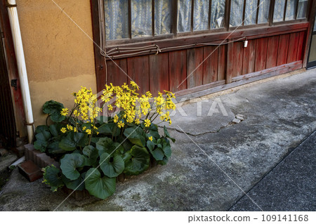 日本曲霉的黃色花朵在私人住宅前綻放 109141168