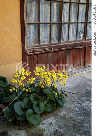 日本曲霉的黃色花朵在私人住宅前綻放 109141169