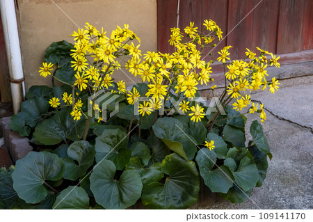 Yellow flowers of Aspergillus japonica blooming in front of a private house 109141170