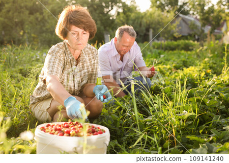 Couple of elderly gardeners harvest strawberries Couple of elderly gardeners harvest strawberries 109141240