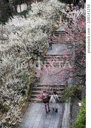 梅花祭期間,一男一女手牽手慢慢爬上湯島天神的恩納坂。周圍環繞著白色和紅色的梅花,營造出溫柔的氛圍。 梅花祭期間,一男一女手牽手慢慢爬上湯島天神的恩納坂。周圍環繞著白色和紅色的梅花,營造出溫柔的氛圍。 109141256