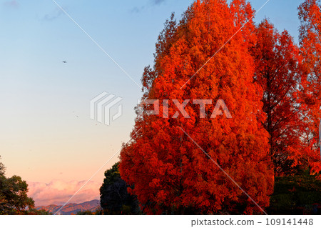 Autumn in Karasuma Peninsula 109141448