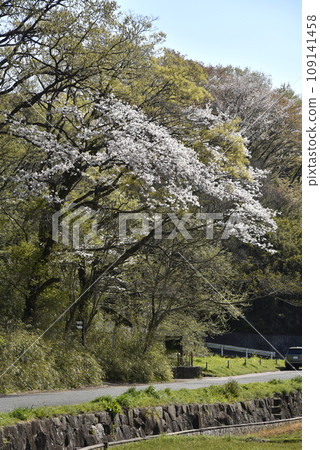 吉克故里村的櫻花開始綻放 吉克故里村的櫻花開始綻放 109141458