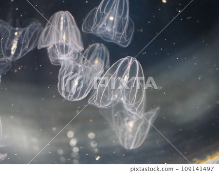 Jellyfish floating in the aquarium, Kabuto jellyfish Jellyfish floating in the aquarium, Kabuto jellyfish 109141497
