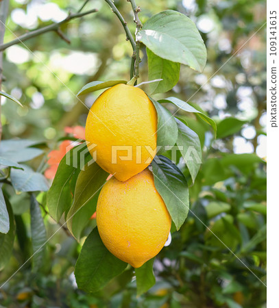 Kumquat or Citrus japonica fruit growing on a branch 109141615