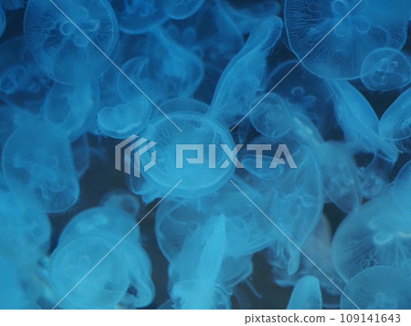 Jellyfish floating in the aquarium Moon jellyfish Jellyfish floating in the aquarium Moon jellyfish 109141643